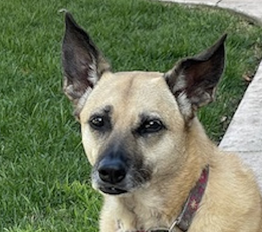 KAILI - Mountain Dog / Shepherd available for adoption