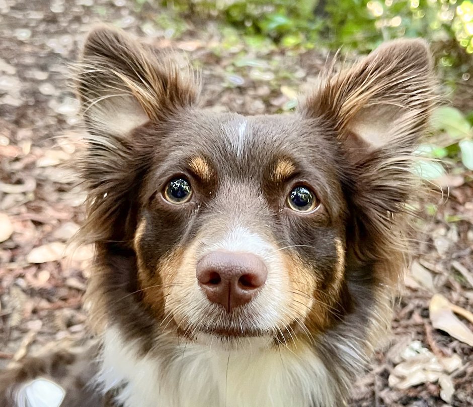 BINDI - Australian Shepherd / Corgi available for adoption