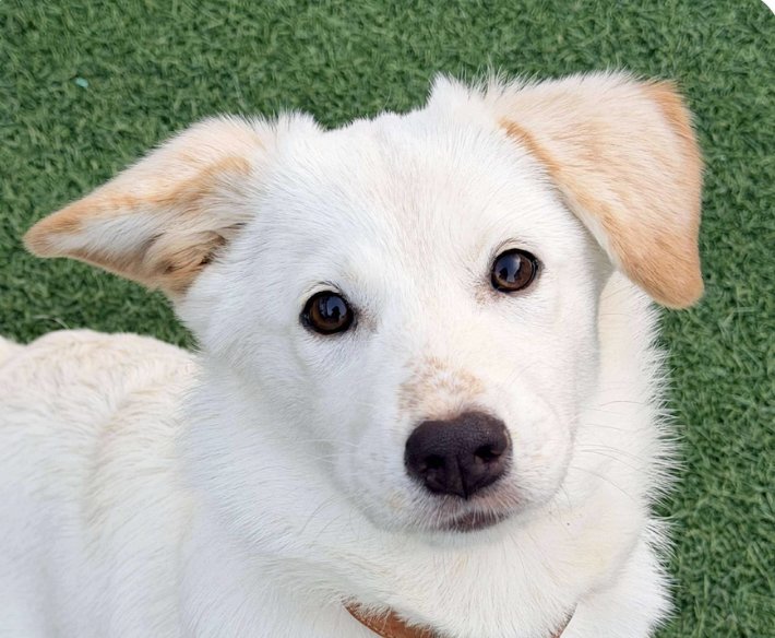 POPPY - Jindo (Korean) available for adoption