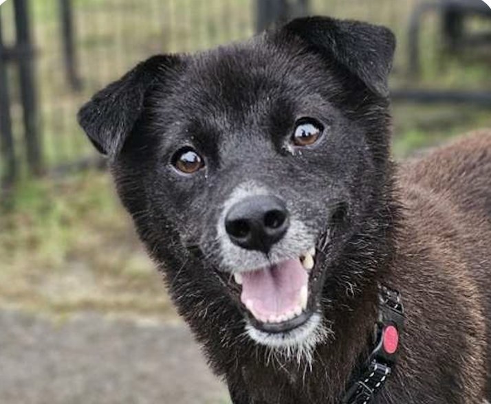 LODA - Jindo (Korean) available for adoption