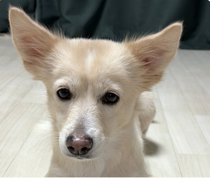 Maddie Image