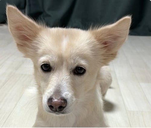 MADDIE - Jindo (Korean) available for adoption