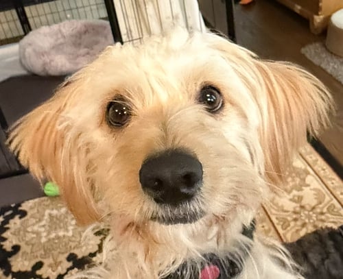 HARPER - Poodle (Miniature) available for adoption