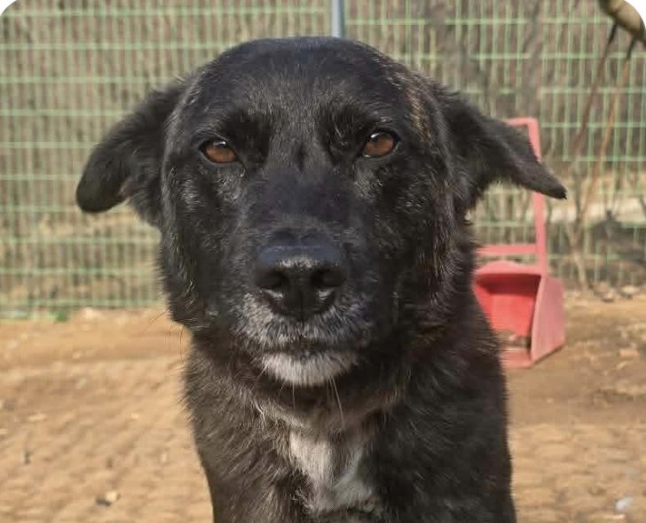 BERRY - Jindo (Korean) available for adoption