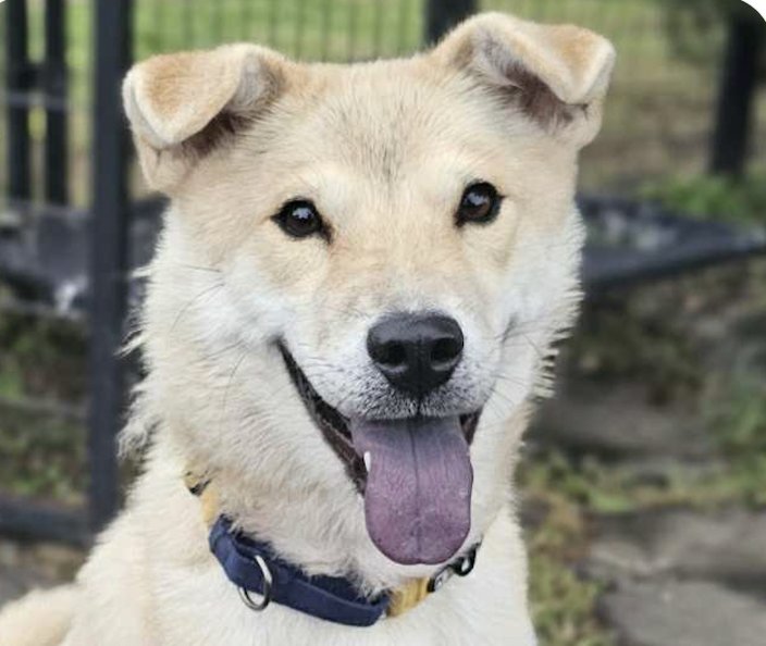 MARSHALL - Jindo (Korean) available for adoption