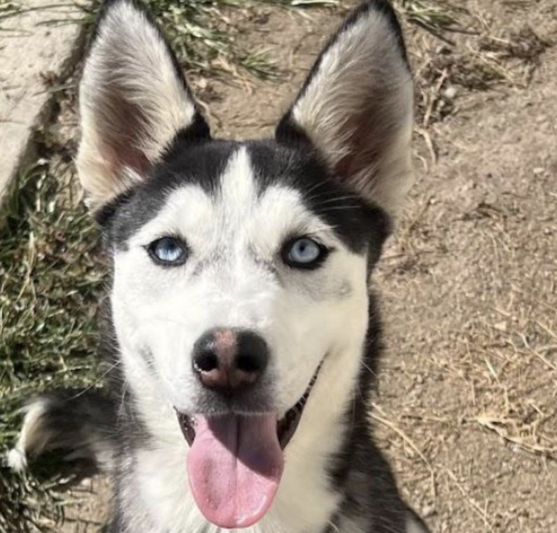LUNA - Husky available for adoption