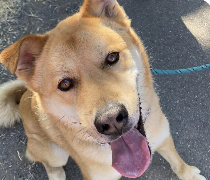 DUKE - Jindo (Korean) available for adoption