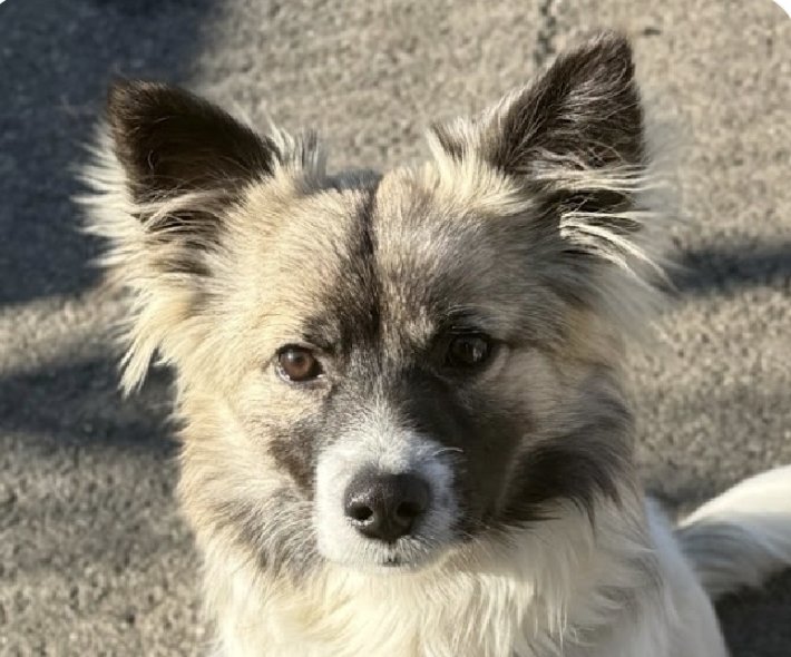 MACK - Jindo (Korean) / Spitz available for adoption