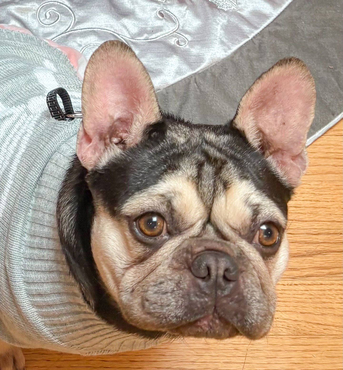 MAYA - French Bulldog available for adoption