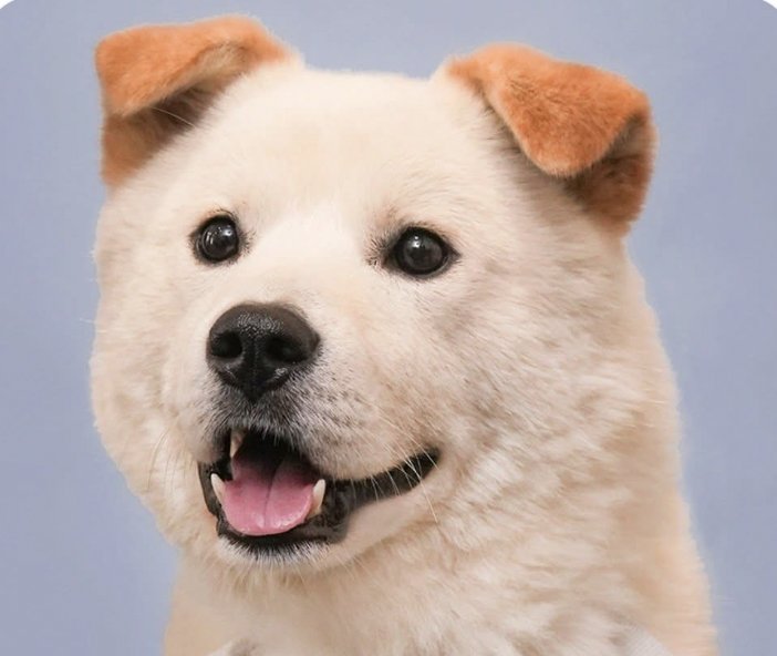 PAUL - Jindo (Korean) available for adoption