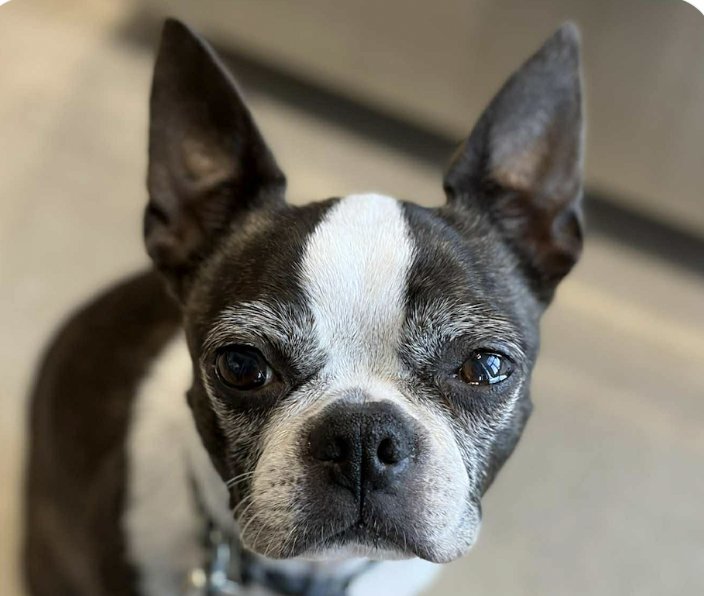 HANI - Boston Terrier available for adoption