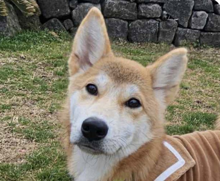 MOLLY - Jindo (Korean) / Shiba Inu available for adoption