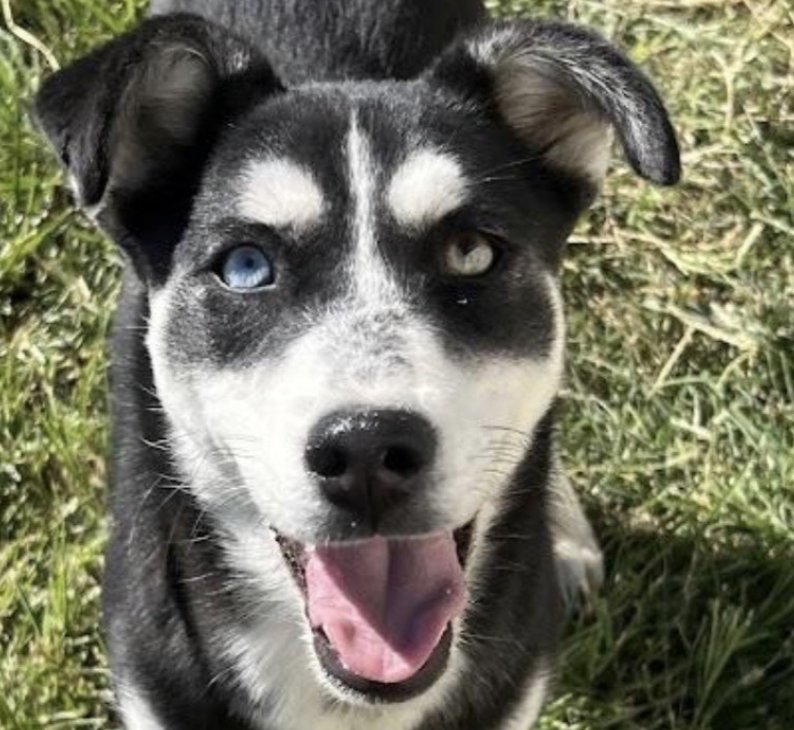 STELLA - Husky available for adoption