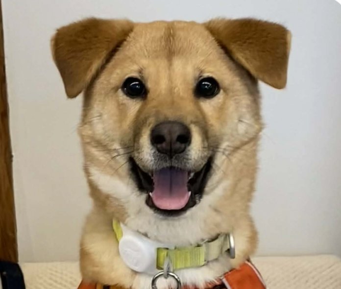 WINTER - Jindo (Korean) available for adoption