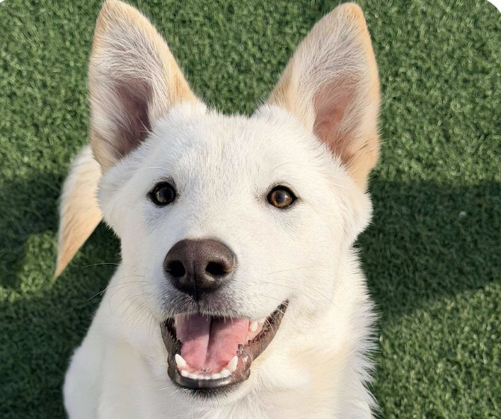 DONNIE - Jindo (Korean) available for adoption