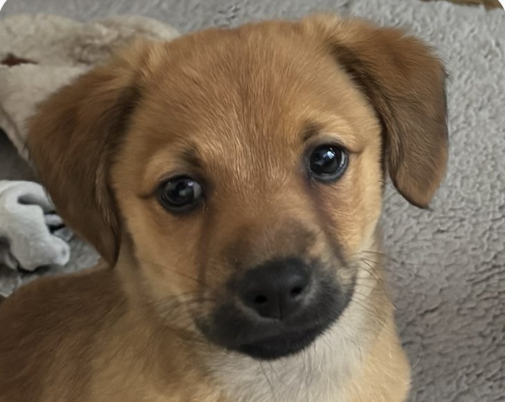 WESTBLY - Terrier available for adoption