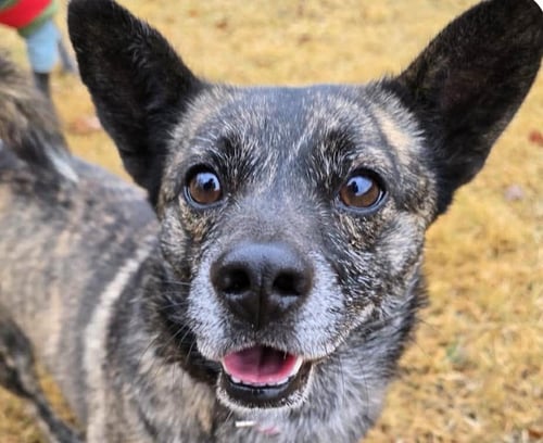 WALLY - Jindo (Korean) / Corgi available for adoption
