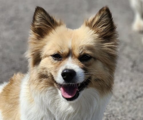 YOMI - Spitz / Jindo (Korean) available for adoption