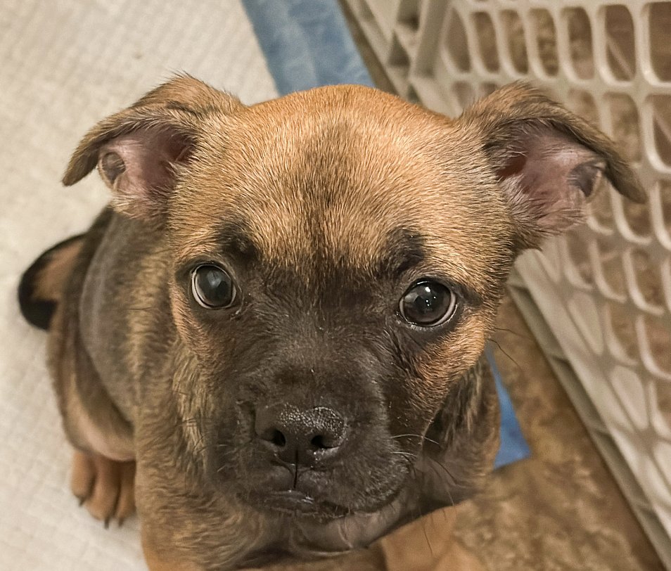 MAPLE - Terrier available for adoption