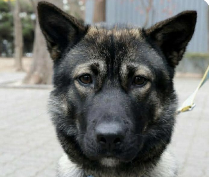 BEBE - Jindo (Korean) available for adoption