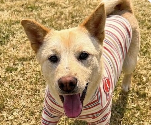 CHARLES - Jindo (Korean) available for adoption