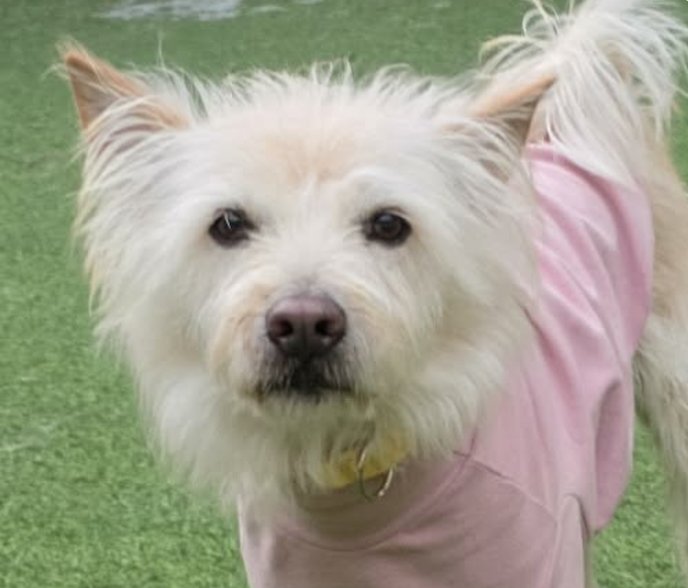 HAZEL - Terrier available for adoption