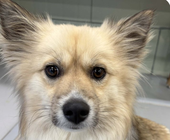 SOY - Spitz / Jindo (Korean) available for adoption