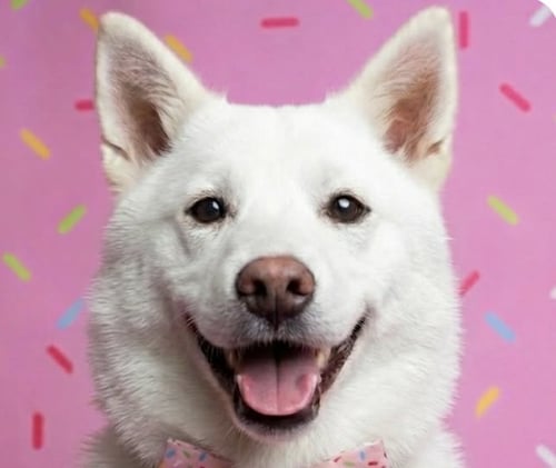 TEDDY - Jindo (Korean) available for adoption
