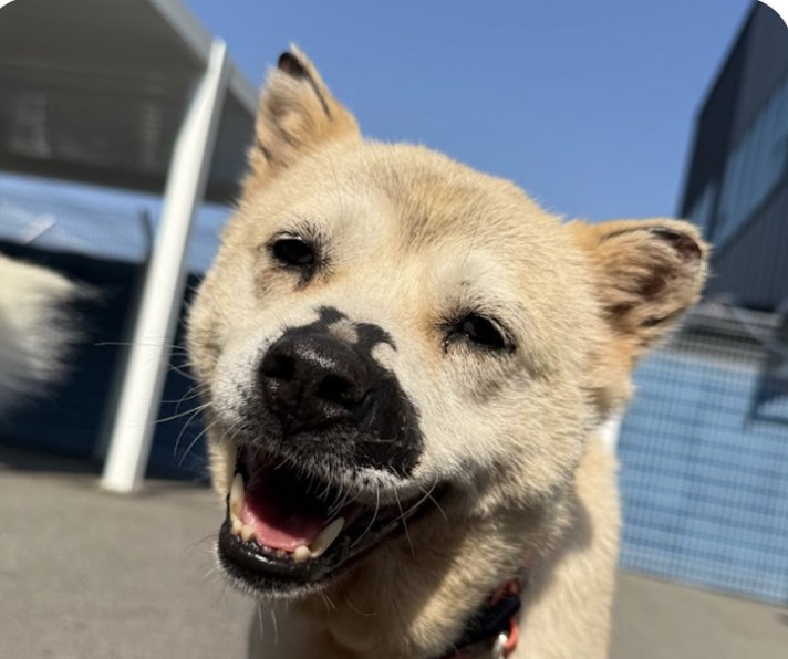 TILLY - Jindo (Korean) available for adoption