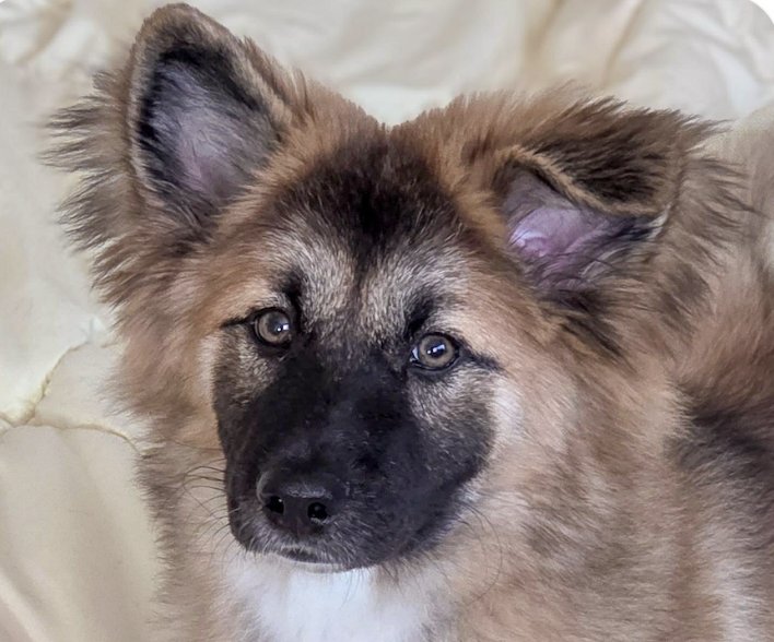 KIRA - Jindo (Korean) / Collie available for adoption