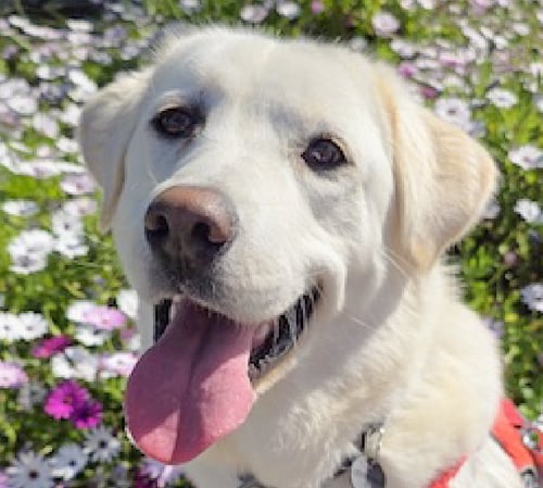 LAZZA - Labrador Retriever available for adoption