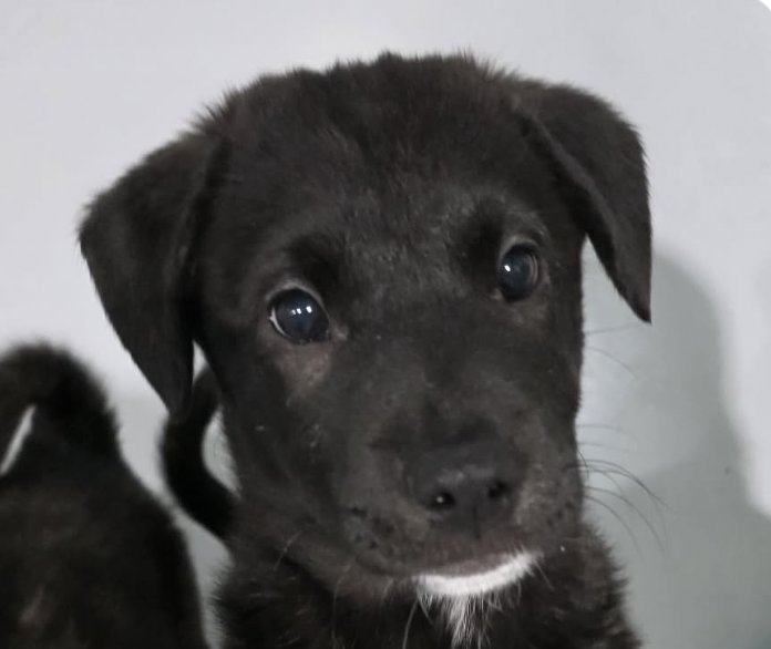 NOAH - Jindo (Korean) available for adoption