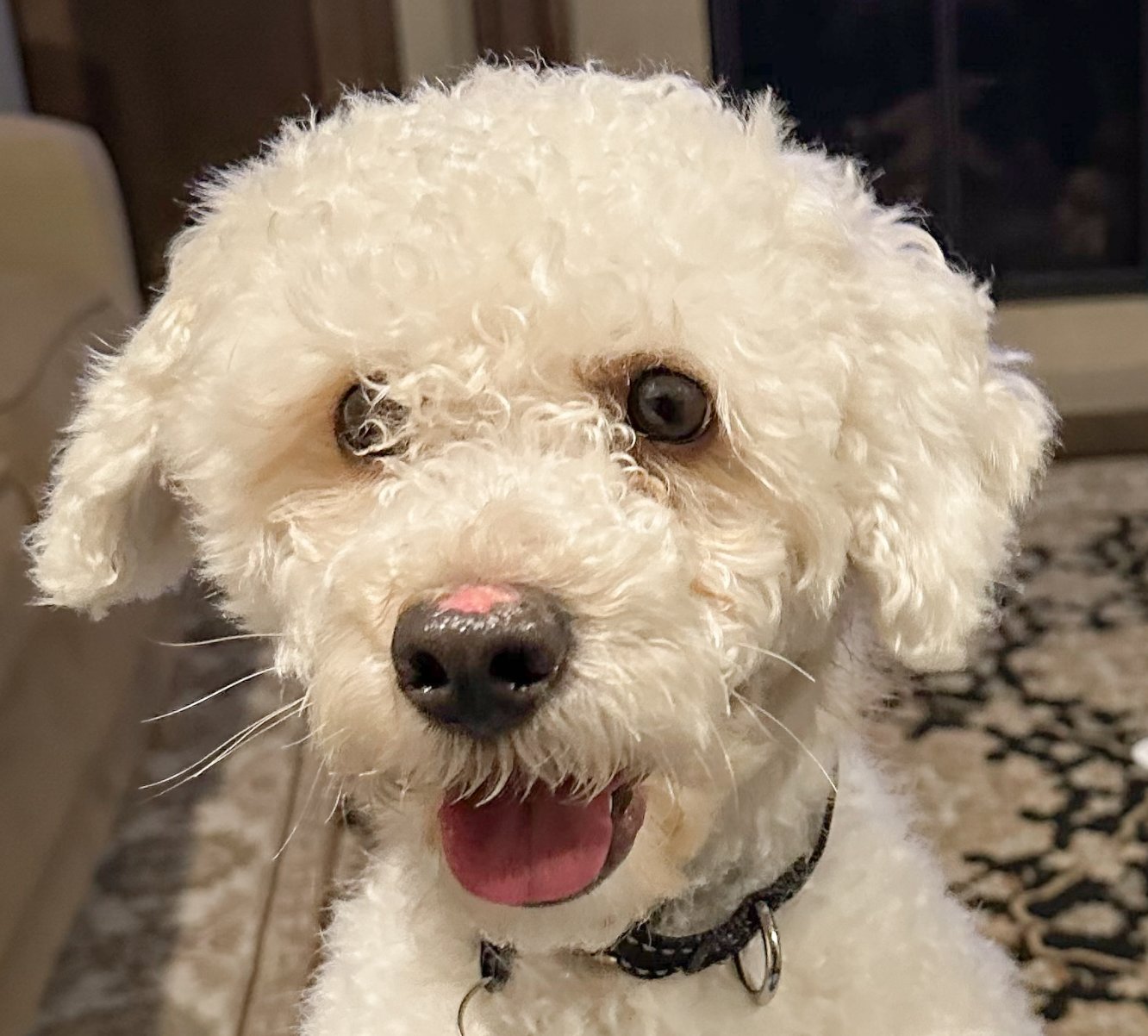 ROGER - Bichon Frise available for adoption