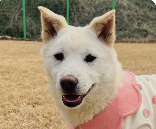 MOLLY - Jindo (Korean) available for adoption