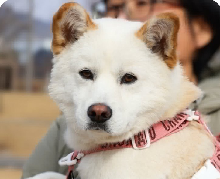 SOLYU - Jindo (Korean) / Shiba Inu available for adoption