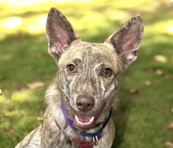 RAY - Mountain Dog available for adoption