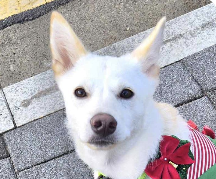 HANA - Jindo (Korean) available for adoption