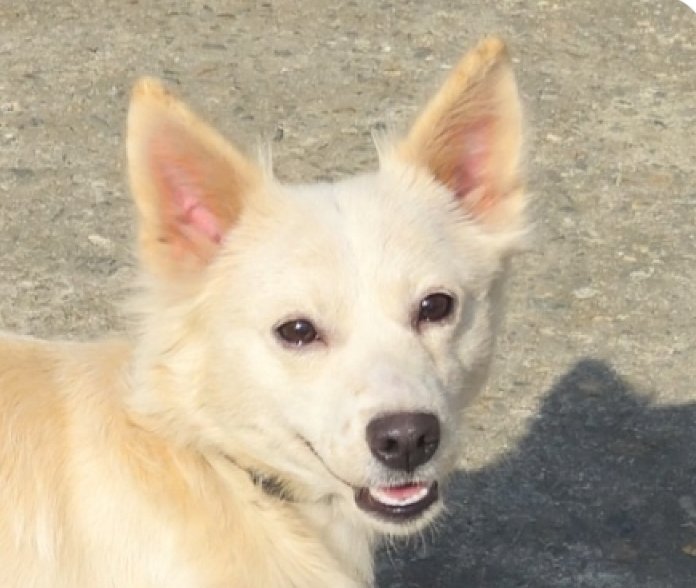 JAENA - Jindo (Korean) / Corgi available for adoption