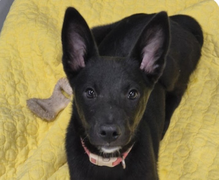 FLOWER - Jindo (Korean) available for adoption