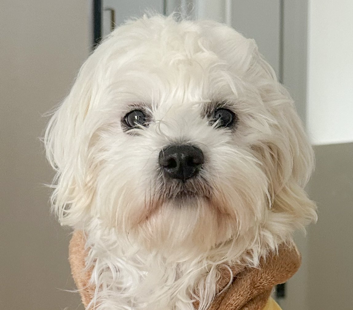 SUSIE - Poodle (Miniature) available for adoption