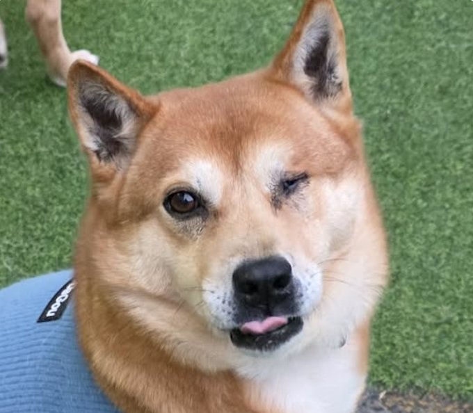 BOMI - Jindo (Korean) available for adoption