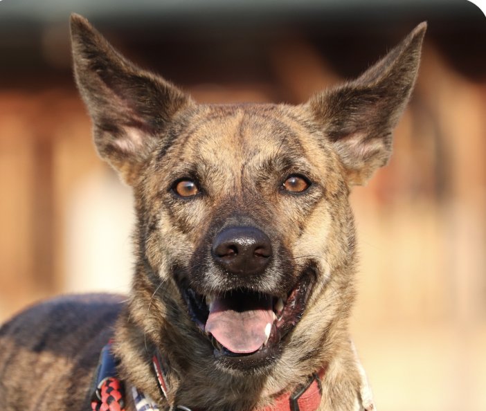 SCOOBY - Mountain Dog available for adoption