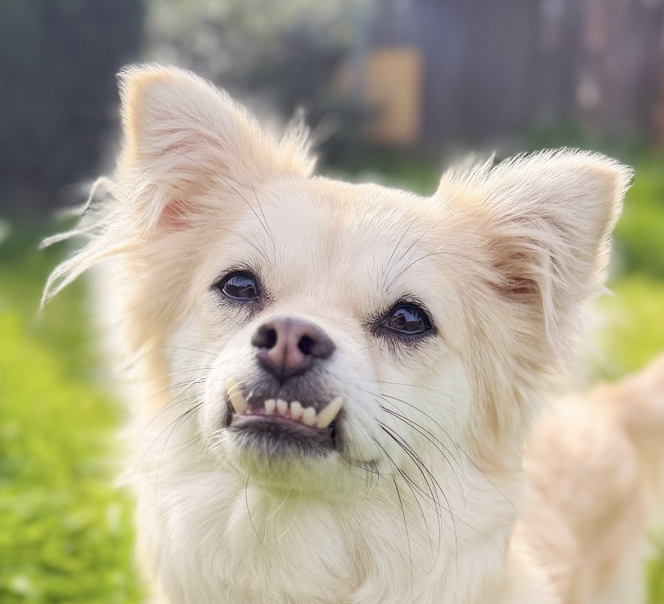 NANDA - Spitz available for adoption