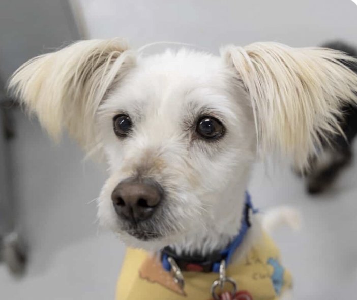 MORU - Jindo (Korean) / Spitz available for adoption