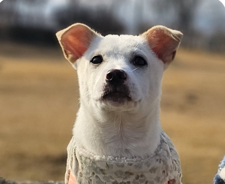 OSONG - Jindo (Korean) available for adoption