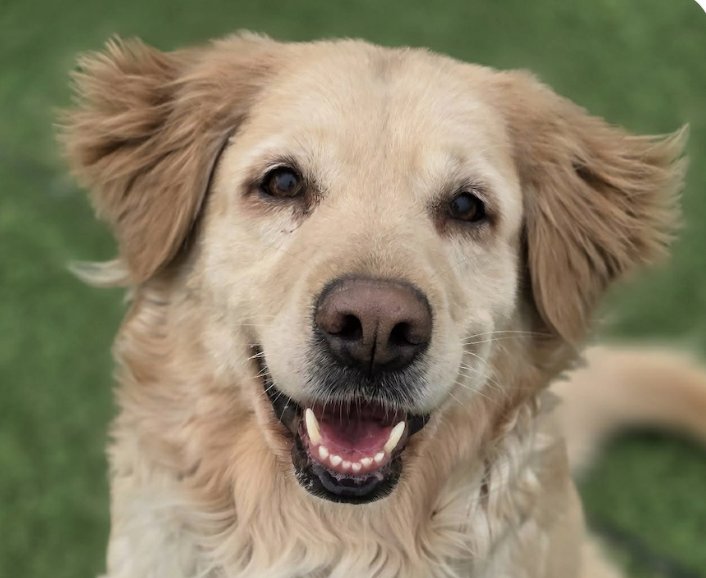 MARY - Golden Retriever available for adoption