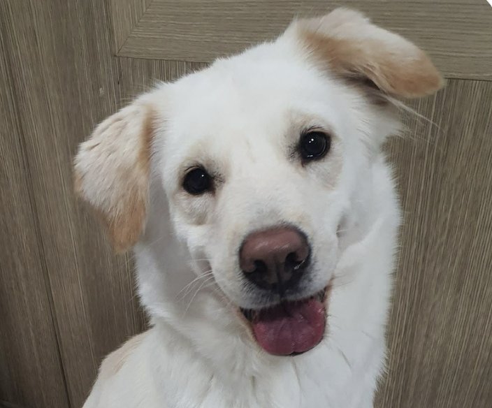 BOMI - Retriever available for adoption