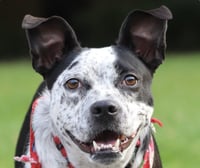 Dotty - Photo 1