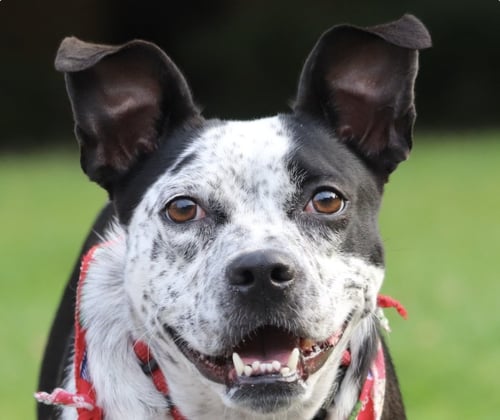 DOTTY - Mountain Dog / Boston Terrier available for adoption
