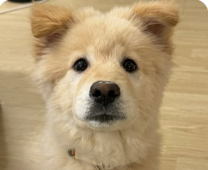 MONGI - Jindo (Korean) available for adoption